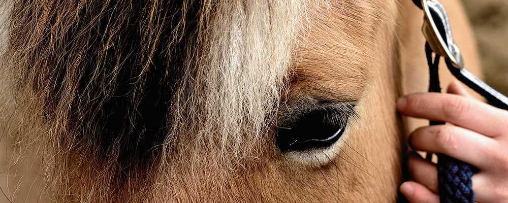 Nadines halsters met naam - halster met naam - gepersonaliseerd halster