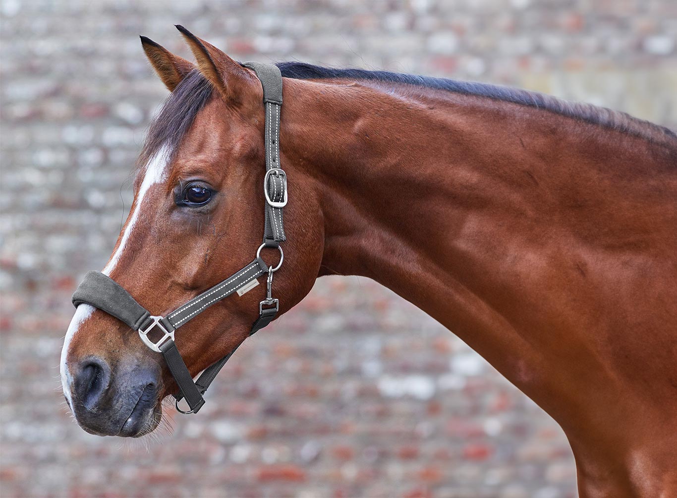 Paardenhalster personaliseren